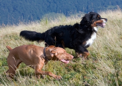 Picture running dogs using Metacam drug